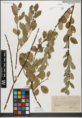 Foto von Salix myrsinifolia Salisb.
